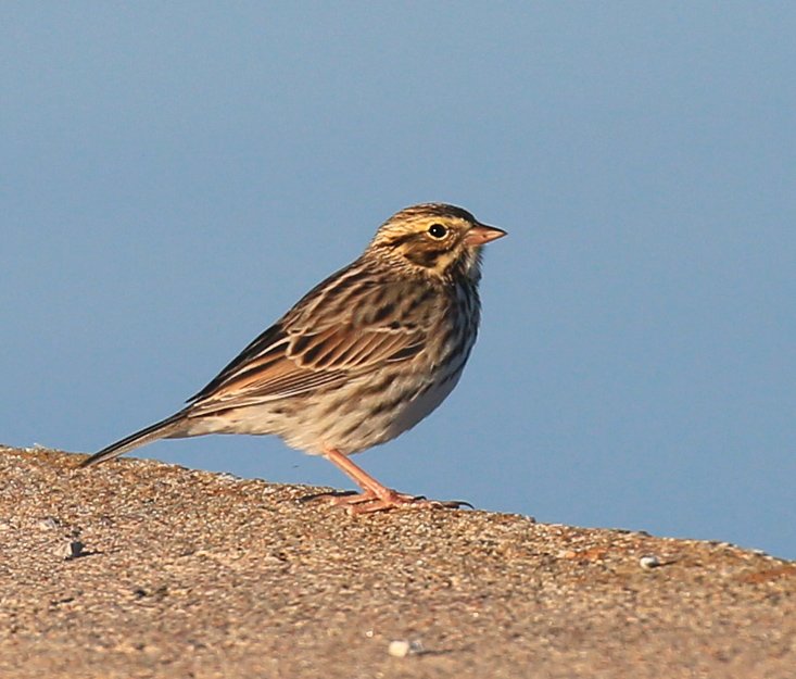 Savannah Sparrow, Tulsa Co, OK, 11-13-15, Jp_38938.JPG
