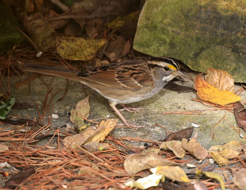White-throated Sparrow, Rogers Co yard, OK, 11-12-15, Jp_38768.JPG