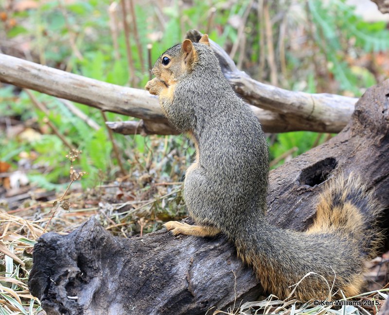 Eastern Fox Squirrel,  Rogers Co yard, OK, 11-15-15, Jp_39074.JPG