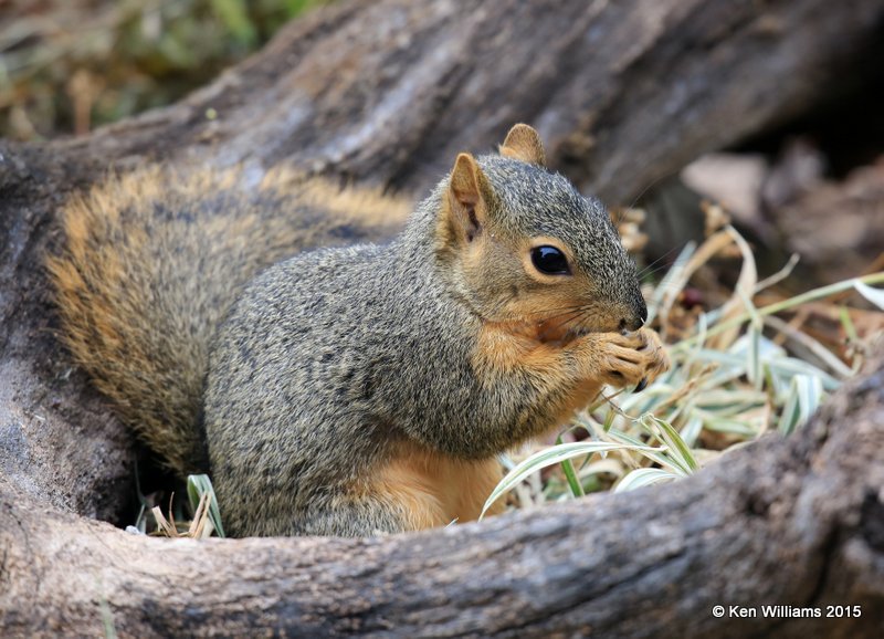 Eastern Fox Squirrel,  Rogers Co yard, OK, 11-15-15, Jp_39078.JPG