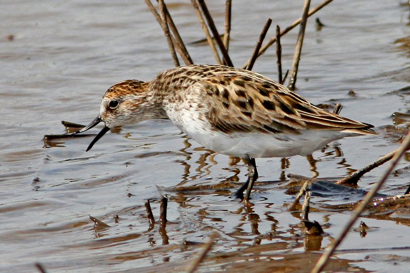 Semipalmated Sandpiper, Drummond Flats WMA Garfield Co OK 5-17-12 Japp_3548.jpg