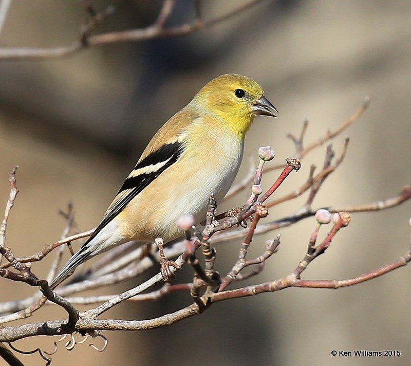 American Goldfinch, Nowata Co, OK, 12-4-15, Jp8_39704.jpg