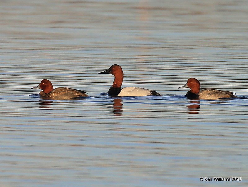 Canvasback & Redhead males, Tulsa Co, OK, 12-7-15, Jp_40343.JPG