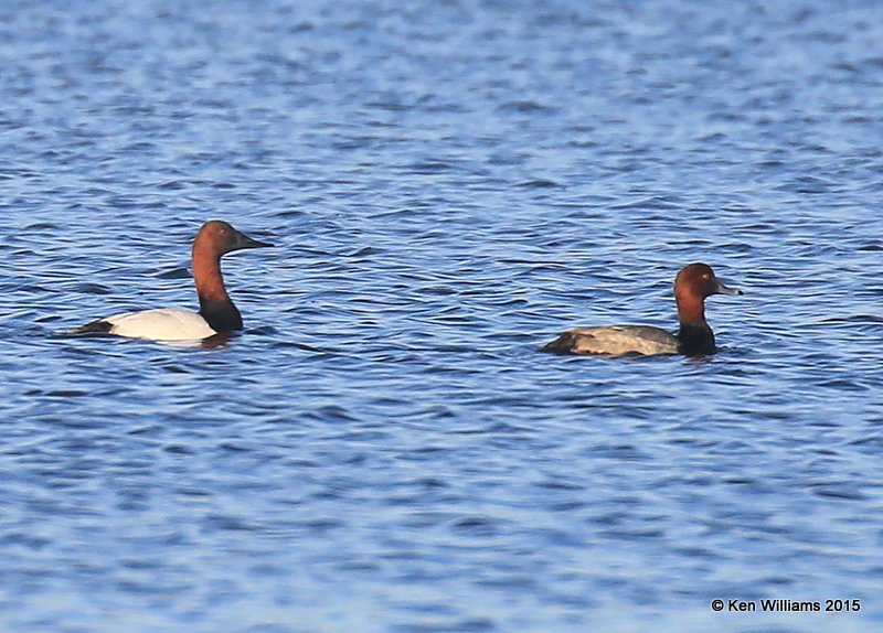 Canvasback & Redhead males, Tulsa Co, OK, 12-7-15, Jp_40461.JPG