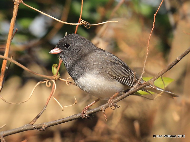 Dark-eyed Junco - Slate-colored subspecies, Tulsa Co, OK, 12-7-15, Jp_40555.JPG