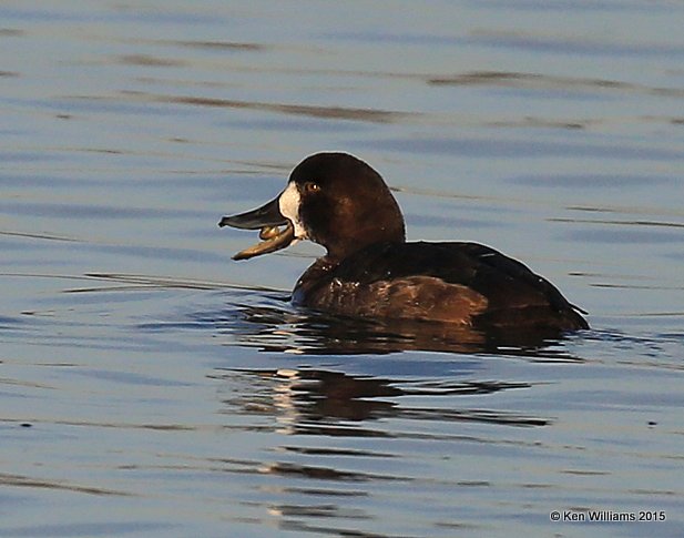 Greater Scaup female, Tulsa Co, OK, 12-7-15, Jp_40279.JPG