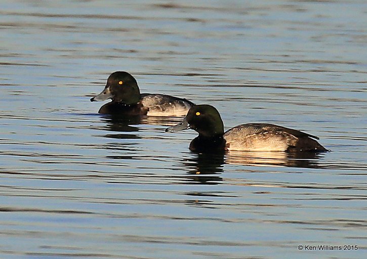 Greater Scaup males, Tulsa Co, OK, 12-7-15, Jp_40315.JPG