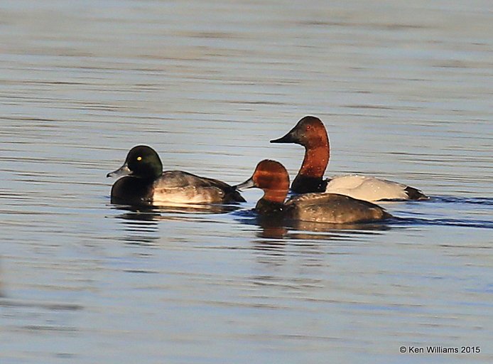 Greater Scaup, Canvasback & Redhead males, Tulsa Co, OK, 12-7-15, Jp_40337.JPG