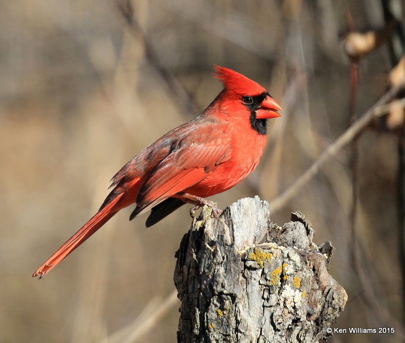 Northern Cardinal male, Nowata Co, OK, 12-6-15, Jp_39913.JPG
