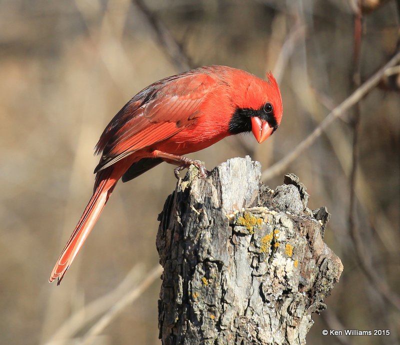 Northern Cardinal male, Nowata Co, OK, 12-6-15, Jp_39924.JPG