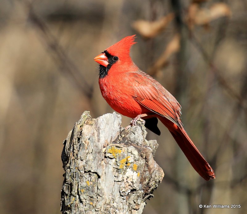 Northern Cardinal male, Nowata Co, OK, 12-6-15, Jp_40202.JPG