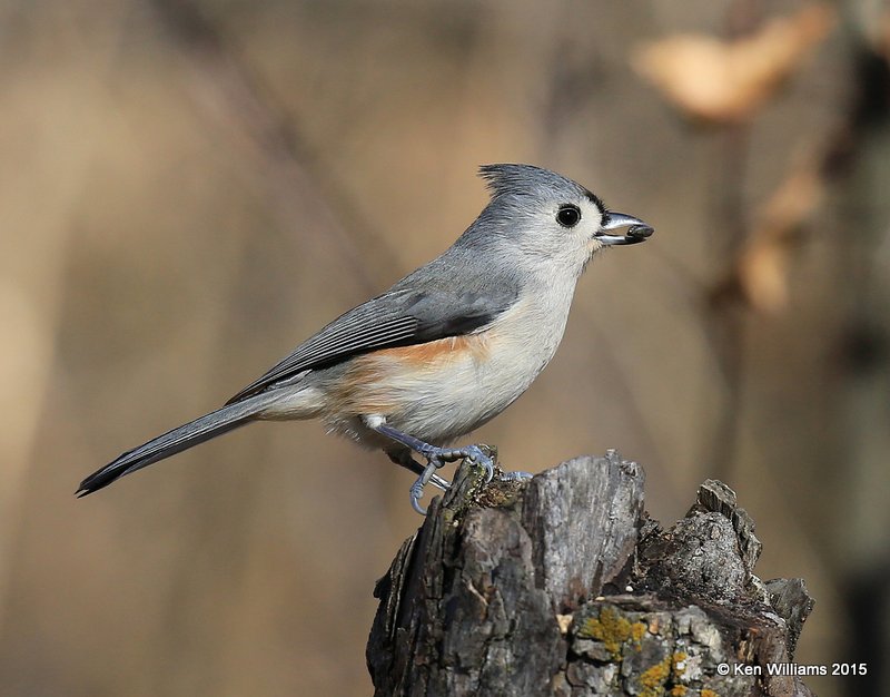 Tufted Titmouse, Nowata Co, OK, 12-6-15, Jp_40162.JPG