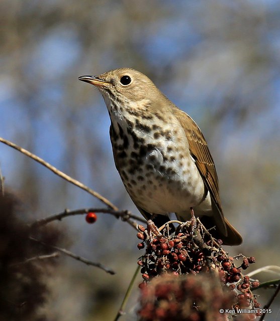 Hermit Thrush, Nowata Co, OK, 12-6-15, Jp_40071.JPG