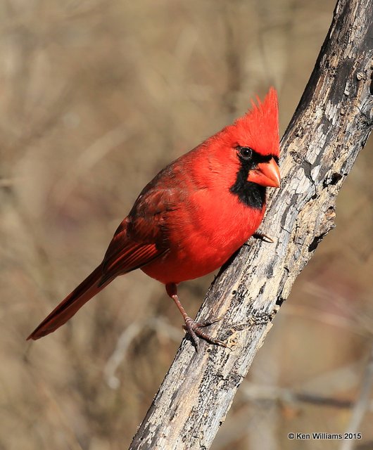 Northern Cardinal male, Nowata Co, OK, 12-6-15, Jp_39976.JPG