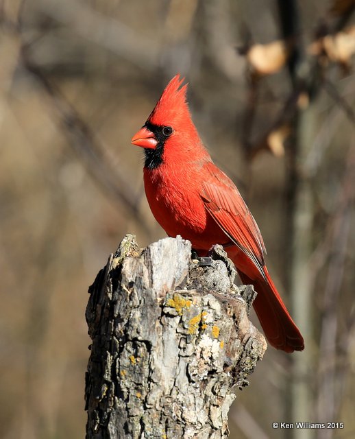 Northern Cardinal, Nowata Co, OK, 12-6-15, Jp_40010.JPG