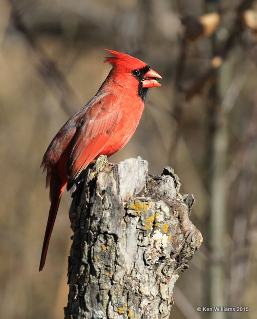 Northern Cardinal male, Nowata Co, OK, 12-6-15, Jp_40025.JPG