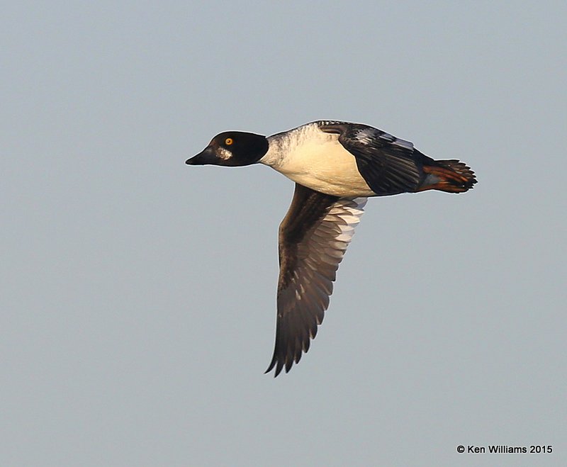 Common Goldeneye - 1st winter male, Sooner Lake, Pawnee Co, OK, 12-10-15, Jp_40721.JPG