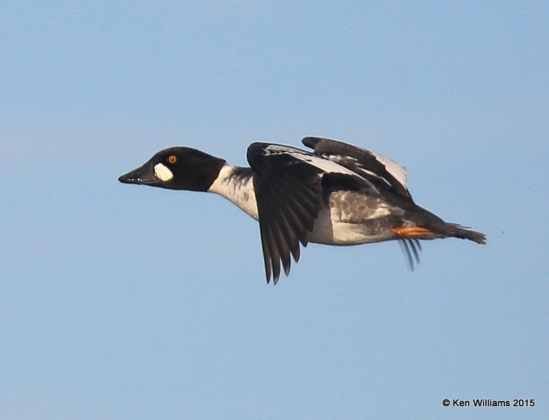 Common Goldeneye - 1st winter male, Sooner Lake, Pawnee Co, OK, 12-10-15, Jp_40746.JPG