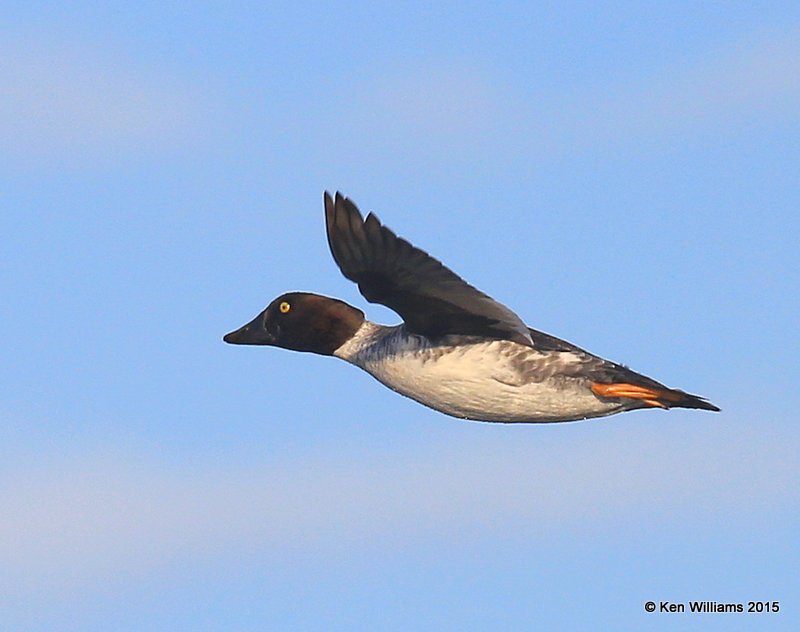 Common Goldeneye - juvenile, Sooner Lake, Pawnee Co, OK, 12-10-15, Jp_40736.JPG