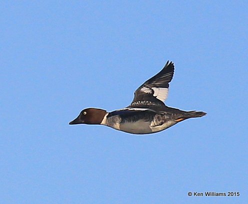 Common Goldeneye - juvenile, Sooner Lake, Pawnee Co, OK, 12-10-15, Jp_40739.JPG