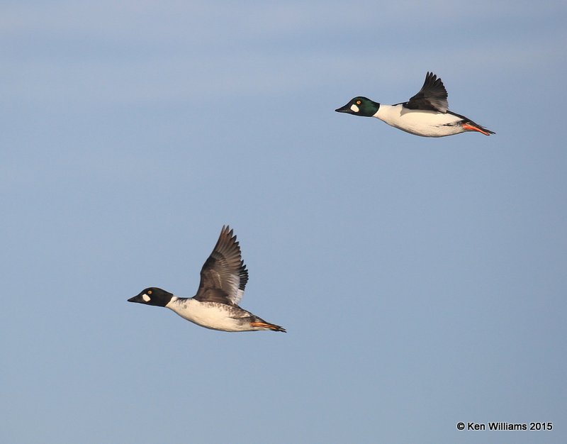Common Goldeneye - males, Sooner Lake, Pawnee Co, OK, 12-10-15, Jp_40741.JPG