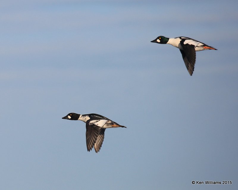 Common Goldeneye - males, Sooner Lake, Pawnee Co, OK, 12-10-15, Jp_40742.JPG