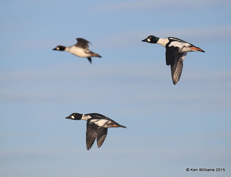 Common Goldeneye - males, Sooner Lake, Pawnee Co, OK, 12-10-15, Jp_40744.JPG