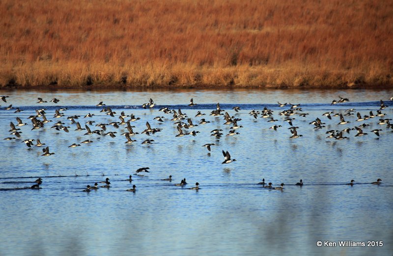 Common Goldeneyes, Sooner Lake, Pawnee Co, OK, 12-10-15, Jp_40662.JPG
