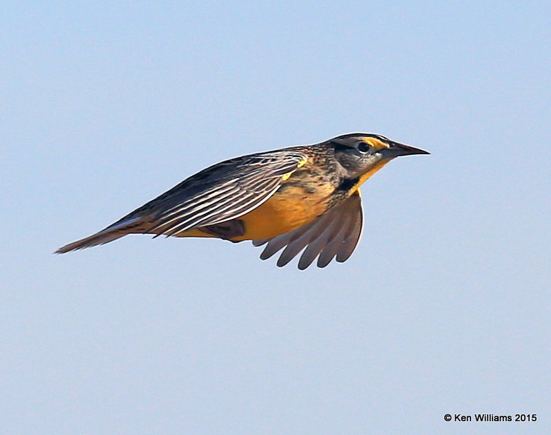 Eastern Meadowlark, Sooner Lake, Pawnee Co, OK, 12-10-15, Jp_40773.JPG