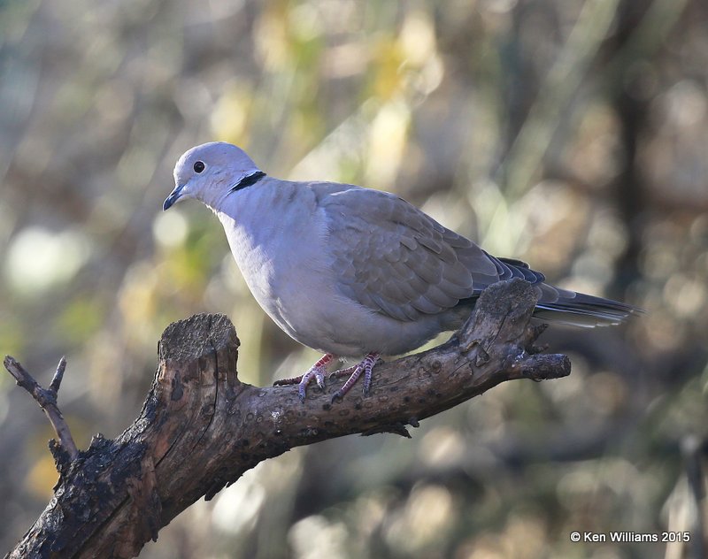 Eurasian Collared Dove, Rogers Co yard, OK, 11-30-15, Jp_40577.JPG