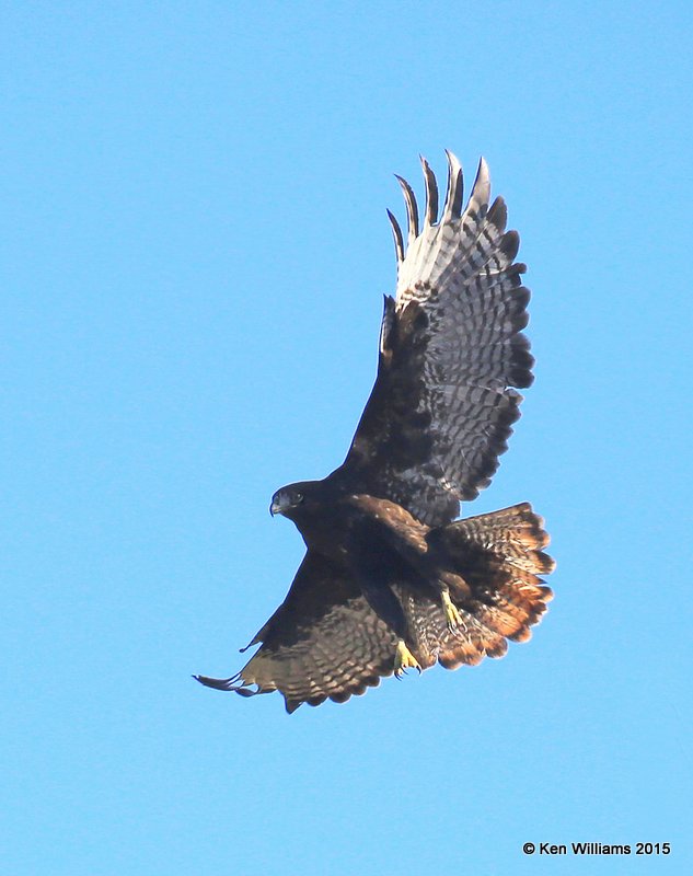 Red-tailed Hawk - Western dark-morph adult, Sooner Lake, Noble Co, OK, 12-10-15, Jp_40868.JPG
