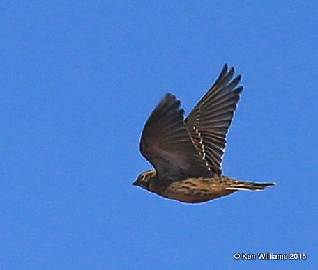 Smith's Longspur, Sooner Lake, Pawnee Co, OK, 12-10-15, Jp_40796.JPG