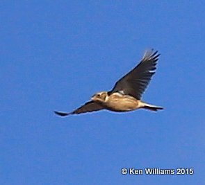 Smith's Longspur, Sooner Lake, Pawnee Co, OK, 12-10-15, Jp_40822.JPG