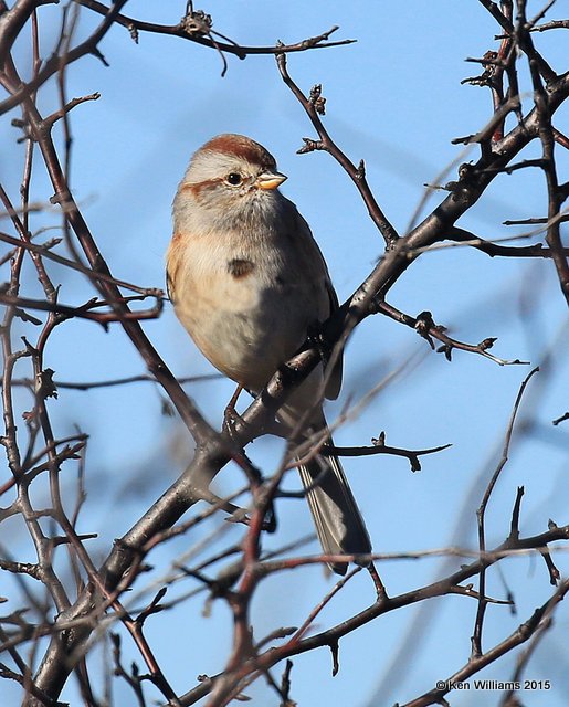American Tree Sparrow, Sooner Lake, Noble Co, OK, 12-14-15, Jp_41278.JPG