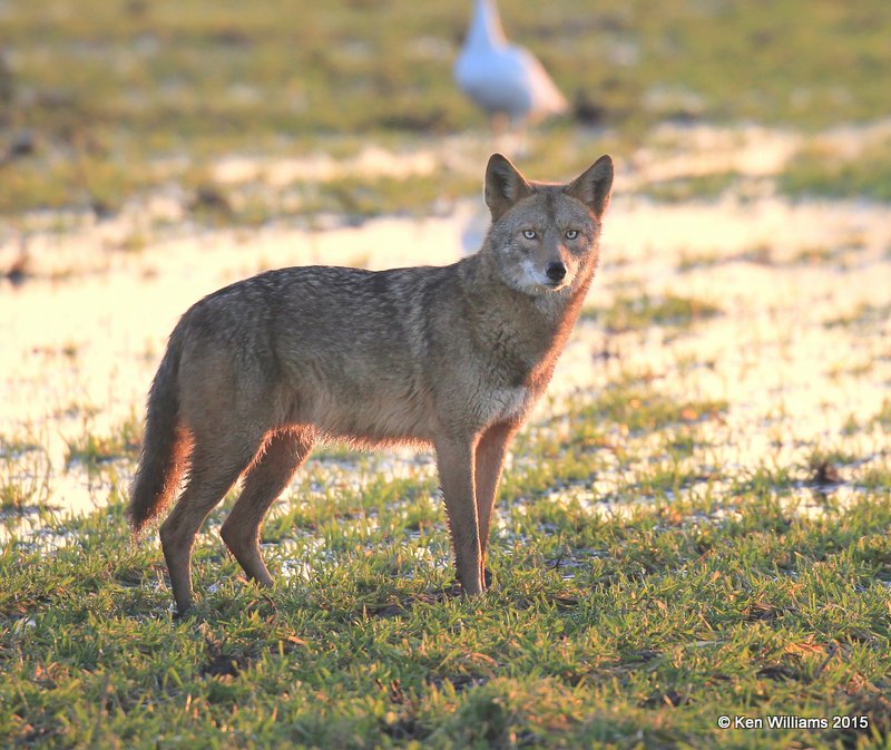 Coyote, Sequoyah Co, OK, 12-18-15, Jp_41731.JPG