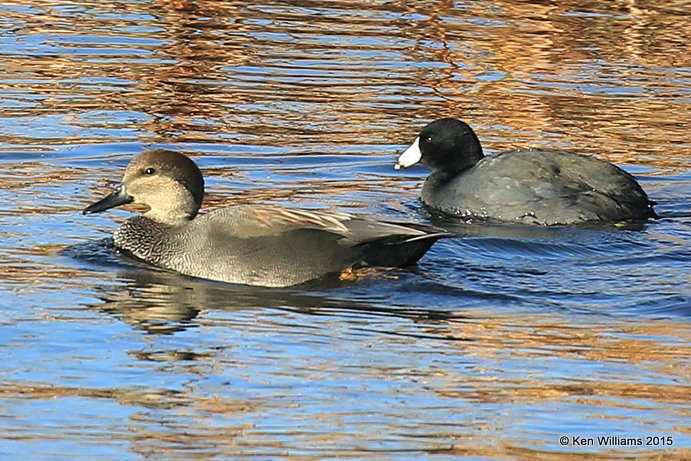 Gadwall male & American Coot, Sooner Lake, Noble Co, OK, 12-14-15, Jp_41242.JPG