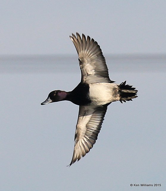 Lesser Scaup male, Tulsa Co, OK, 12-17-15, Jp_41607.JPG