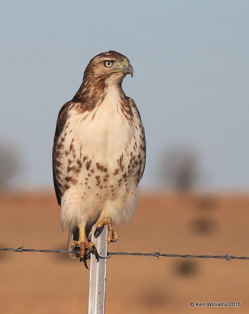 Red-tailed Hawk Eastern juvenile, Sooner Lake, Noble Co, OK, 12-14-15, Jp_41455.JPG