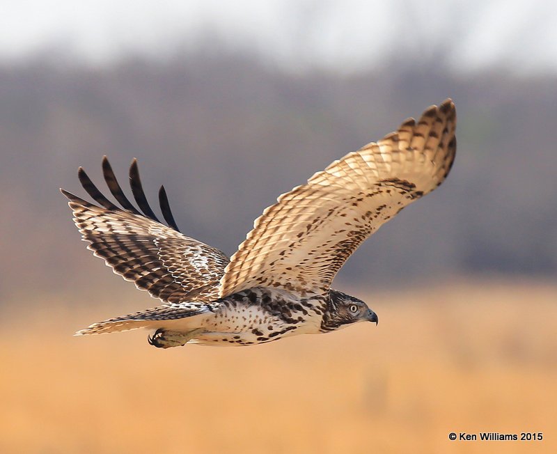 Red-tailed Hawk Harlan's light-morph immature, Noble Co, OK, 12-23-15, Jp_43183.JPG