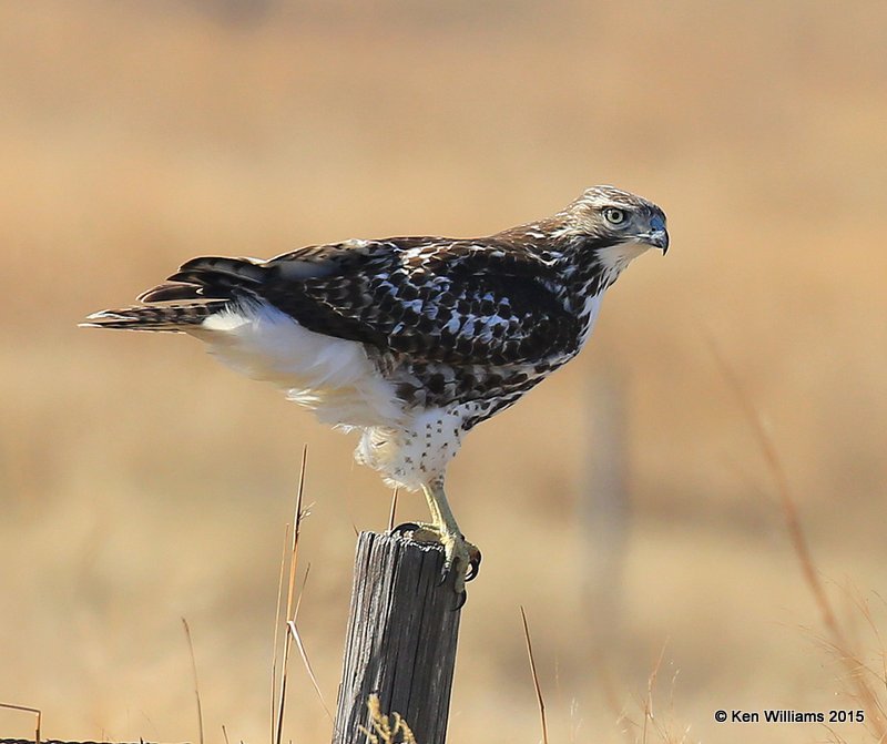 Red-tailed Hawk Harlan's light-morph immature, Noble Co, OK, 12-23-15, Jp_43186.JPG