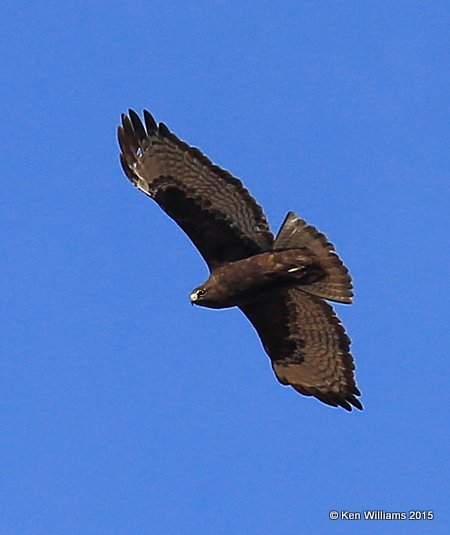 Red-tailed Hawk Western adult dark-morph, Noble Co, OK, 12-23-15, Jp_43349.JPG