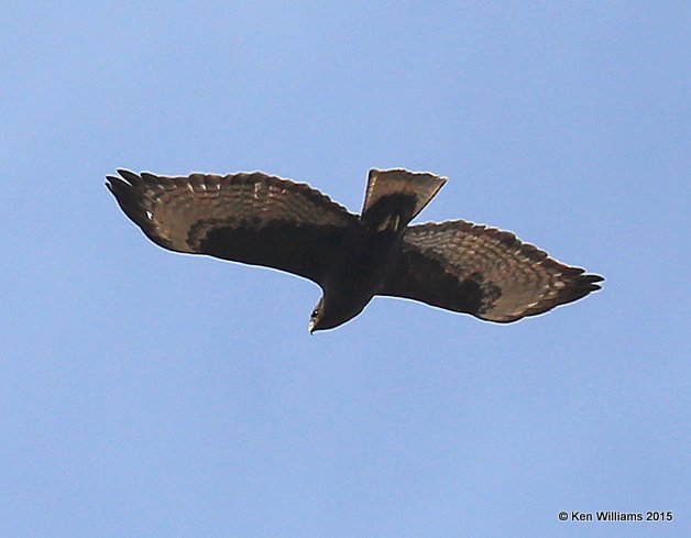 Red-tailed Hawk Western adult dark-morph, Noble Co, OK, 12-23-15, Jp_43387.JPG