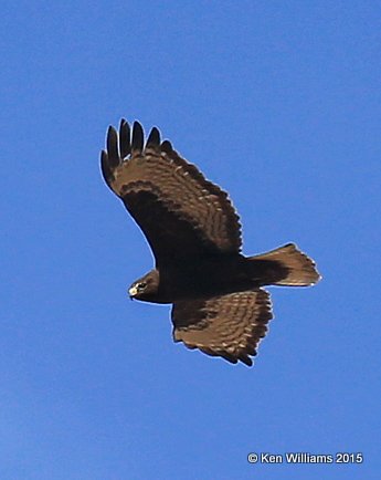 Red-tailed Hawk Western adult dark-morph, Noble Co, OK, 12-23-15, Jpt_43351.JPG