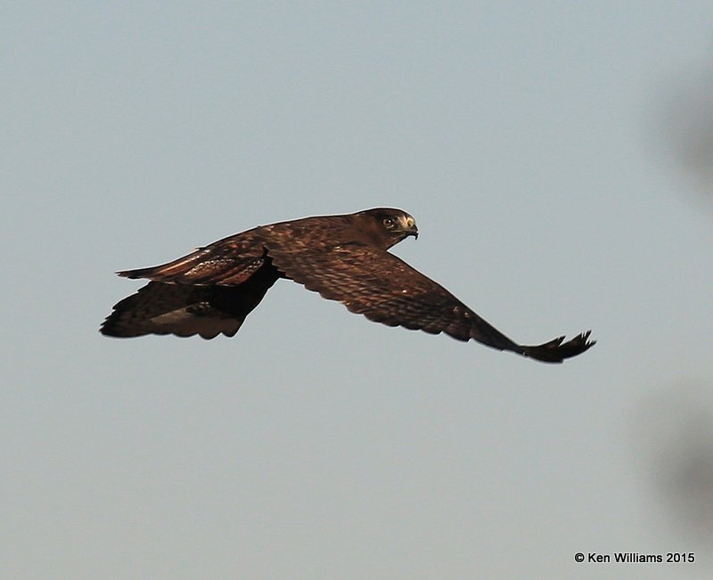Red-tailed Hawk Western dark morph adult, Sooner Lake, Noble Co, OK, 12-14-15, Jp_41482.JPG