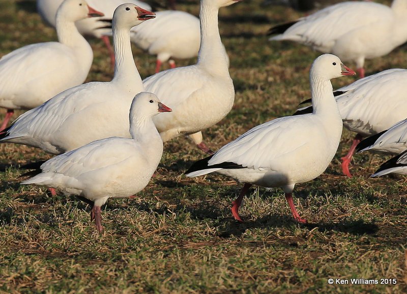 Ross's Geese adult front & Snow Goose white adult back, Sequoyah Co, OK, 12-18-15, Jp_42242.JPG