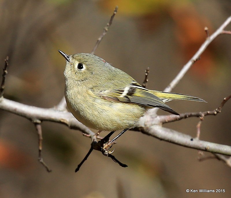 Ruby-crowned Kinglet, Sequoyah Co, OK, 12-18-15, Jp_42804.JPG