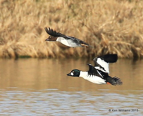 Common Goldeneye pair, Tulsa Co, OK, 12-17-15, Jp_41632.JPG