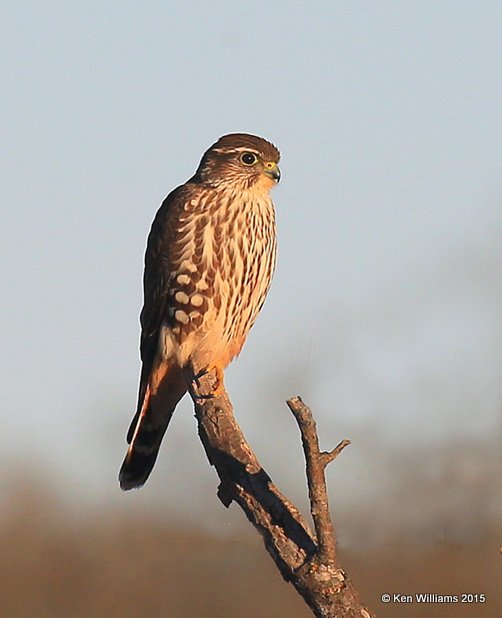 Merlin - Prairie subspecies female, Sooner Lake, Noble Co, OK, 12-14-15, Jp8_41518.JPG