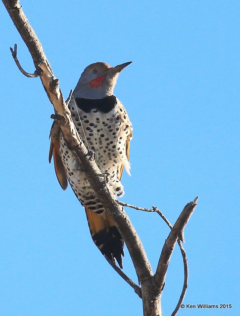 Northern Flicker - Red-Shafted x Yellow-Shafted intergrade male, Sooner Lake, Noble Co, OK, 12-14-15, Jp_41256.JPG