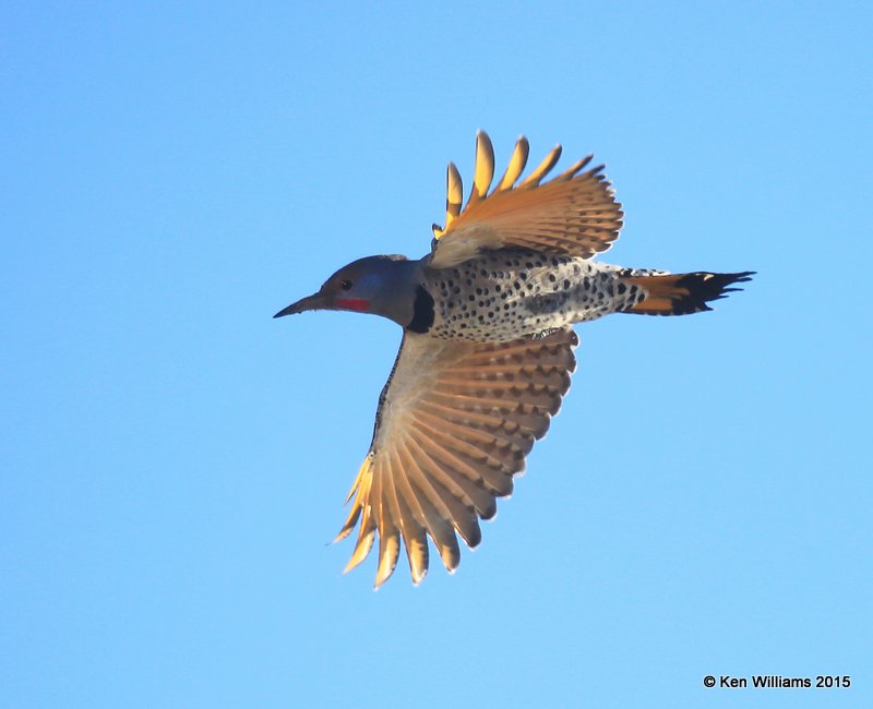 Northern Flicker - Red-Shafted x Yellow-Shafted intergrade male, Sooner Lake, Noble Co, OK, 12-14-15, Jp_41265.JPG